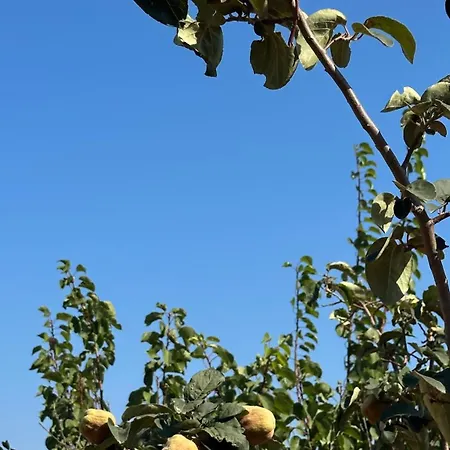 Sochoro Agriana